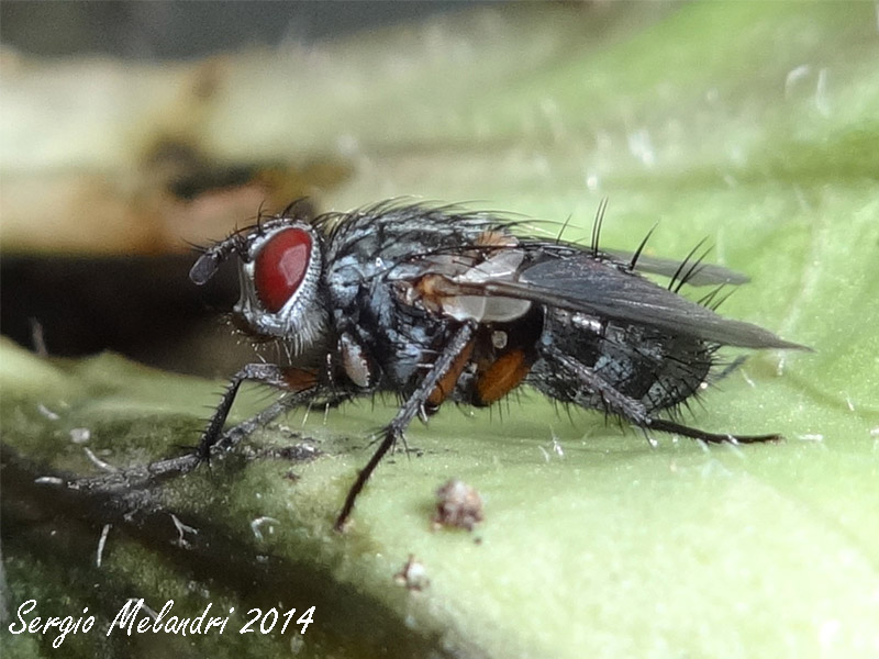 Tachinidae ?